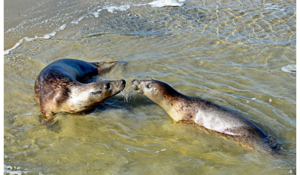 kussende zeehonden 2015 klein
