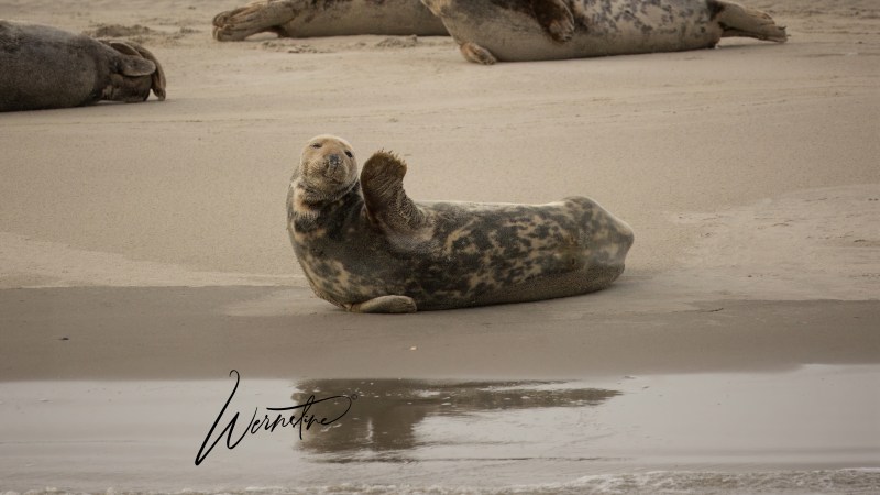 Seal lying on sandy beach, waving flipper, with other seals in the background.