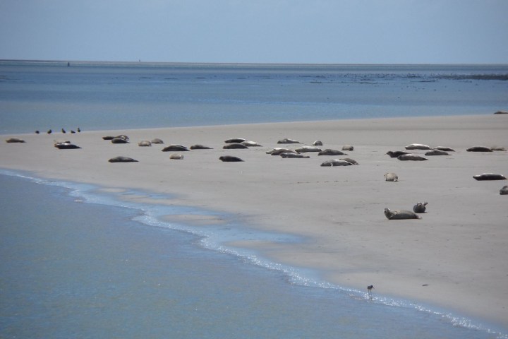 Seals resting on a sandy beach near the ocean with a few birds nearby.