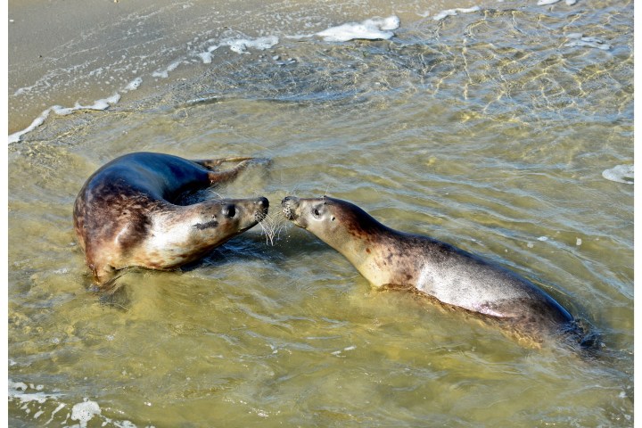 Two seals playing in shallow water near a sandy shore.