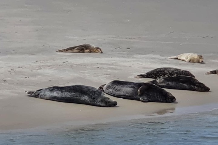 Group of seals resting on a sandy beach near the water's edge.