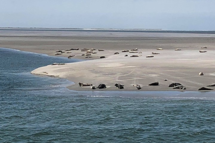 Seals resting on a sandy beach by the sea under a blue sky.