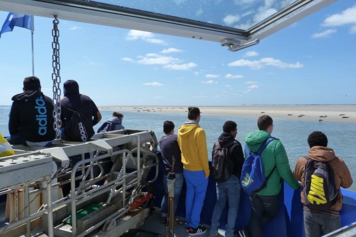 People on a boat watching seals on a sandy beach under a blue sky.